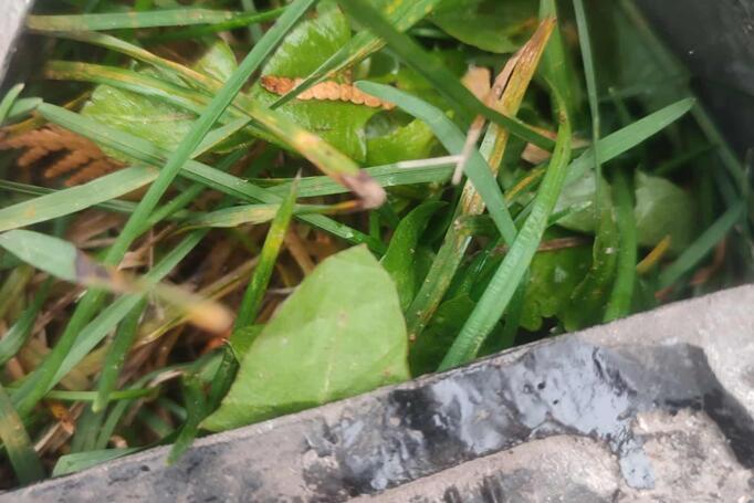 Kita, lengvojo lydinio