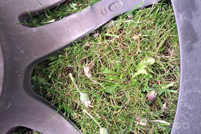 Kita, lengvojo lydinio